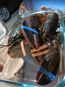 Our live lobsters.